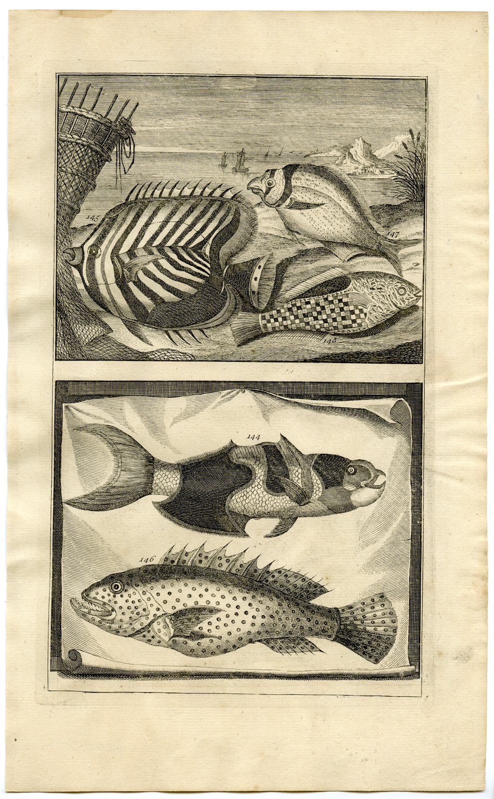 , Antique Print – FISH-TROPICAL-INDONESIA-MOLUCCAS-XVII-VALENTIJN-ELLIGER – 1724, Pictura Antique Prints
