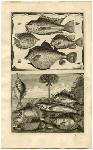 Antique Print - FISH-TROPICAL-INDONESIA-MOLUCCAS-XVIII-VALENTIJN-ELLIGER - 1724