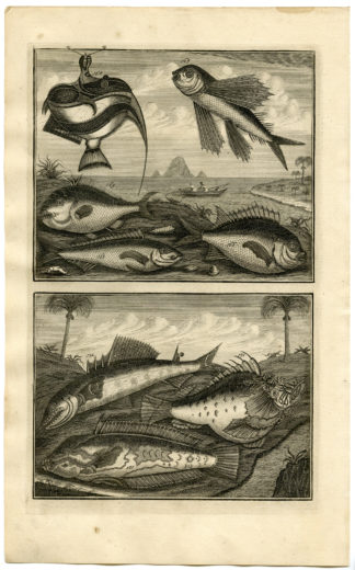 Antique Print - FISH-FLYING-TROPICAL-INDONESIA-MOLUCCAS-XIX-VALENTIJN-ELLIGER - 1724