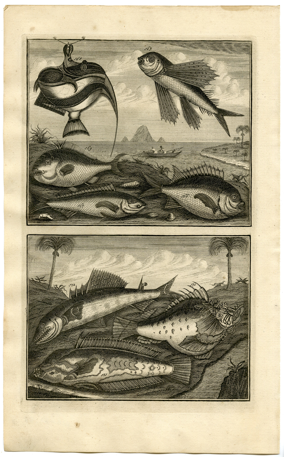 , Antique Print – FISH-FLYING-TROPICAL-INDONESIA-MOLUCCAS-XIX-VALENTIJN-ELLIGER – 1724, Pictura Antique Prints