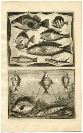 Antique Print - FISH-TROPICAL-INDONESIA-MOLUCCAS-XX-VALENTIJN-ELLIGER - 1724