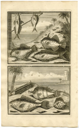 Antique Print - FISH-TROPICAL-INDONESIA-MOLUCCAS-XXI-VALENTIJN-ELLIGER - 1724