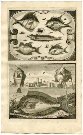 Antique Print - FISH-TROPICAL-INDONESIA-MOLUCCAS-XXII-VALENTIJN-ELLIGER - 1724