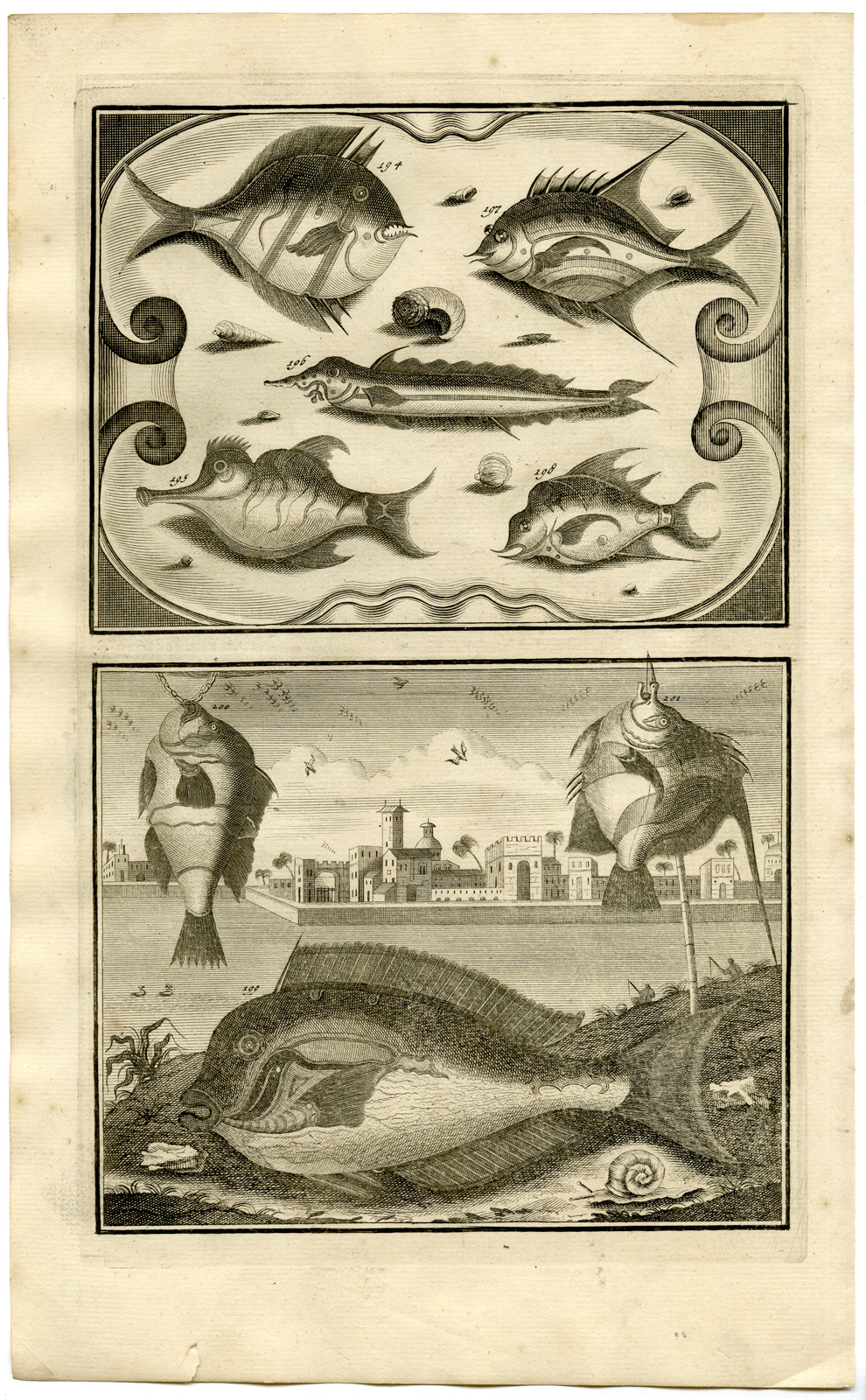 , Antique Print – FISH-TROPICAL-INDONESIA-MOLUCCAS-XXII-VALENTIJN-ELLIGER – 1724, Pictura Antique Prints