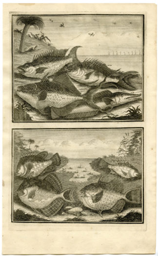 Antique Print - FISH-TROPICAL-INDONESIA-MOLUCCAS-XXIII-VALENTIJN-ELLIGER - 1724