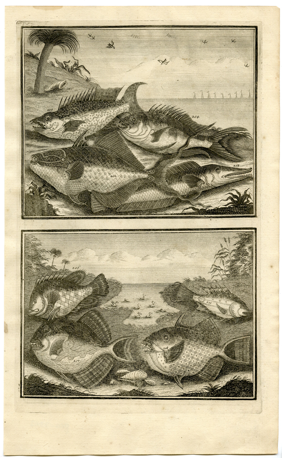 , Antique Print – FISH-TROPICAL-INDONESIA-MOLUCCAS-XXIII-VALENTIJN-ELLIGER – 1724, Pictura Antique Prints