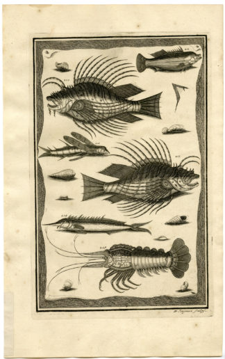 Antique Print - TROPICAL FISH-SHELL-LOBSTER-INDONESIA-XXIV-VALENTIJN-ELLIGER - 1724
