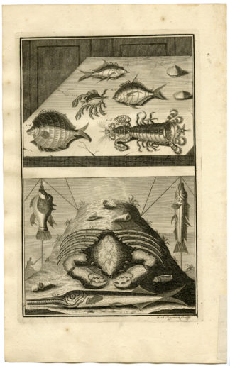 Antique Print - TROPICAL FISH-CRAB-LOBSTER-INDONESIA-XXV-VALENTIJN-ELLIGER - 1724