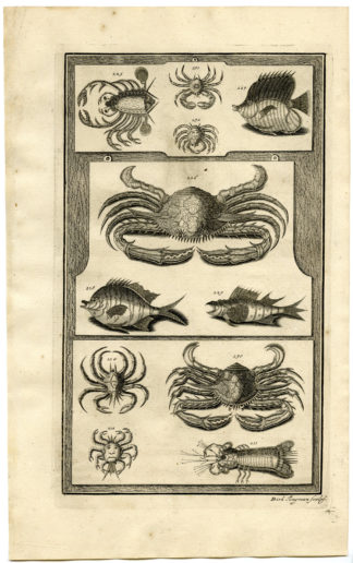 Antique Print - TROPICAL FISH-CRAB-LOBSTER-INDONESIA-XXVI-VALENTIJN-ELLIGER - 1724