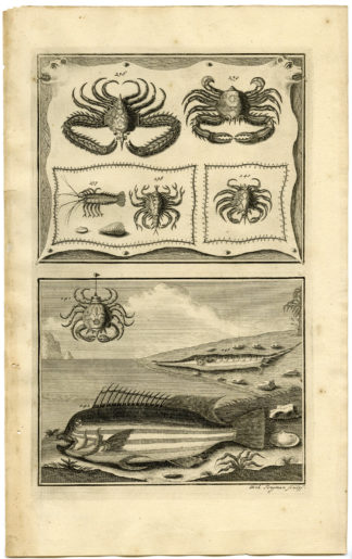 Antique Print - TROPICAL FISH-CRAB-LOBSTER-INDONESIA-XXVII-VALENTIJN-ELLIGER - 1724