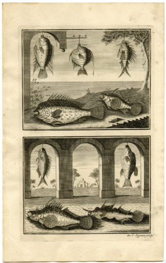Antique Print - TROPICAL FISH-INDONESIA-MOLUCCAS-XXVIII-VALENTIJN-ELLIGER - 1724