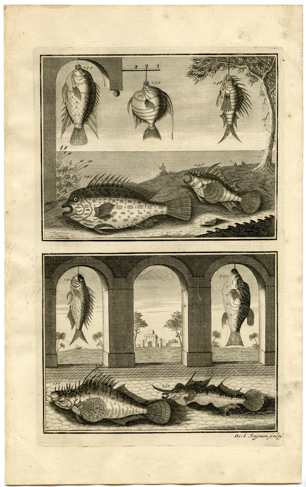 , Antique Print – TROPICAL FISH-INDONESIA-MOLUCCAS-XXVIII-VALENTIJN-ELLIGER – 1724, Pictura Antique Prints