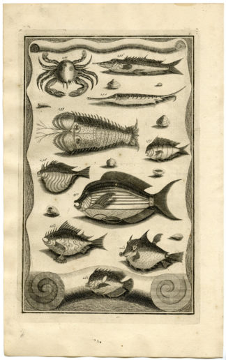 Antique Print - TROPICAL FISH-SHELL-CRAB-INDONESIA-XXX-VALENTIJN-ELLIGER - 1724