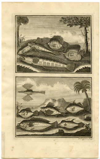 Antique Print - TROPICAL FISH-INDONESIA-MOLUCCAS-XXIX-VALENTIJN-ELLIGER - 1724