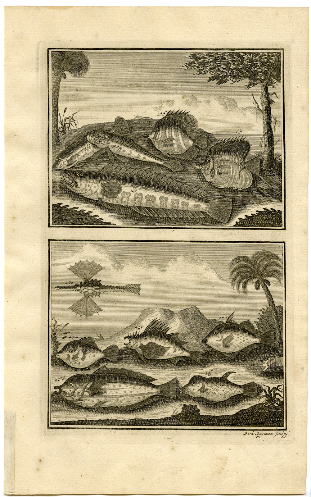 , Antique Print – TROPICAL FISH-INDONESIA-MOLUCCAS-XXIX-VALENTIJN-ELLIGER – 1724, Pictura Antique Prints