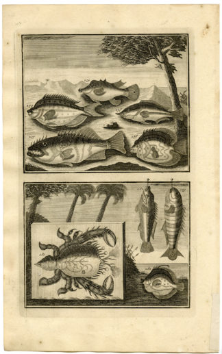 Antique Print - TROPICAL FISH-CRAB-INDONESIA-MOLUCCAS-XXXI-VALENTIJN-ELLIGER - 1724