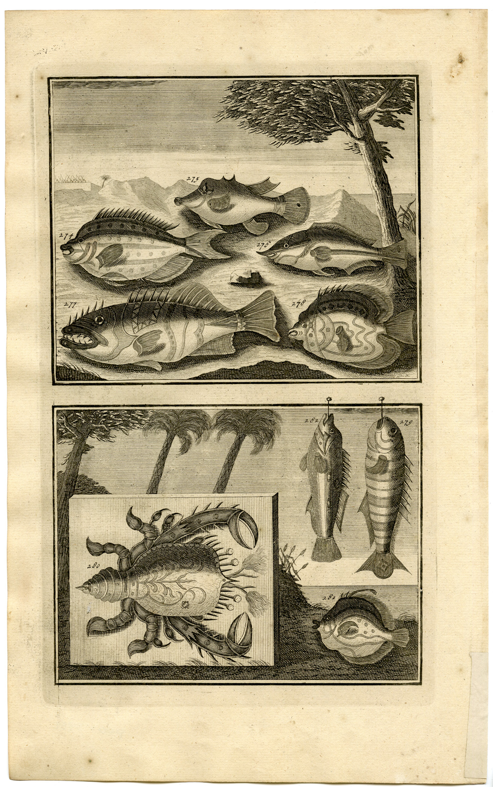 , Antique Print – TROPICAL FISH-CRAB-INDONESIA-MOLUCCAS-XXXI-VALENTIJN-ELLIGER – 1724, Pictura Antique Prints