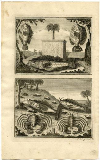 Antique Print - TROPICAL FISH-CRAB-INDONESIA-MOLUCCAS-XXXII-VALENTIJN-ELLIGER - 1724