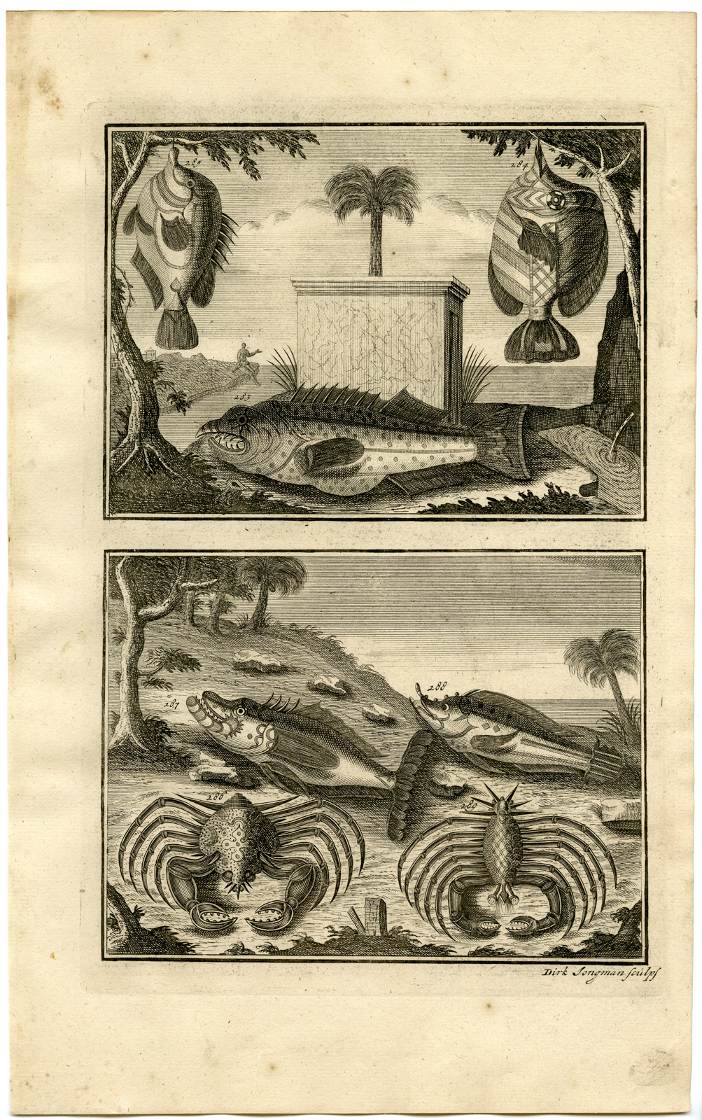 , Antique Print – TROPICAL FISH-CRAB-INDONESIA-MOLUCCAS-XXXII-VALENTIJN-ELLIGER – 1724, Pictura Antique Prints