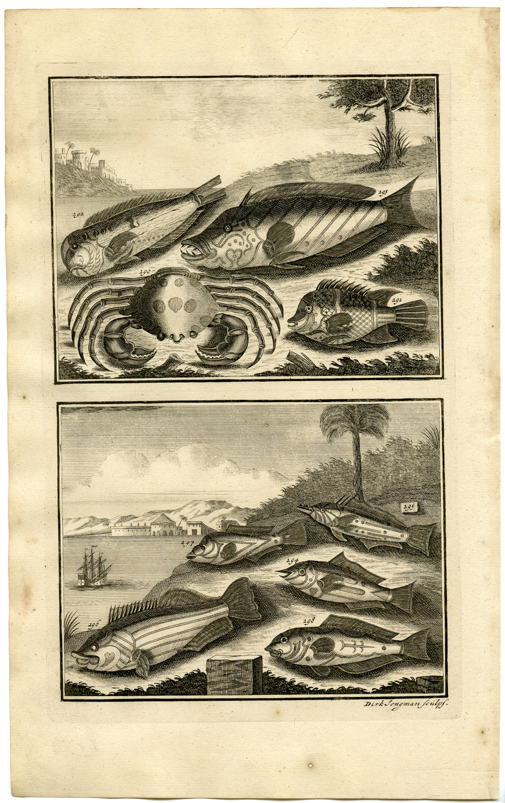, Antique Print – TROPICAL FISH-CRAB-INDONESIA-XXXIII-VALENTIJN-ELLIGER – 1724, Pictura Antique Prints