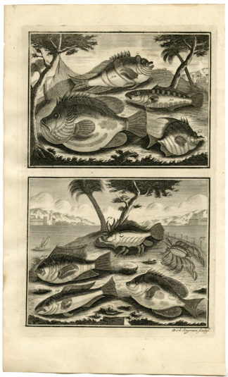 Antique Print - TROPICAL FISH-CRAB-INDONESIA-MOLUCCAS-XXXIV-VALENTIJN-ELLIGER - 1724