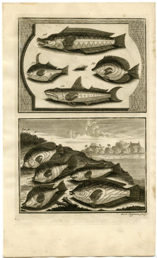 Antique Print - TROPICAL FISH-INDONESIA-MOLUCCAS-XXXV-VALENTIJN-ELLIGER - 1724
