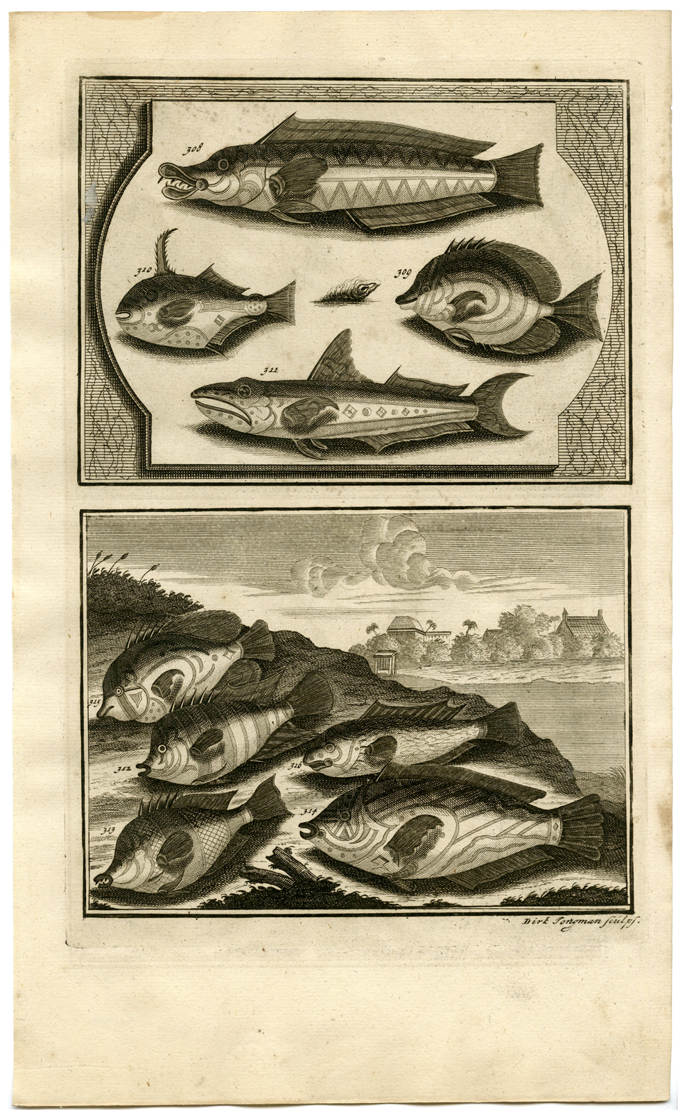 , Antique Print – TROPICAL FISH-INDONESIA-MOLUCCAS-XXXV-VALENTIJN-ELLIGER – 1724, Pictura Antique Prints