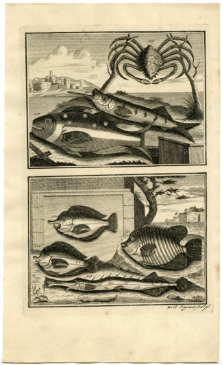 Antique Print - TROPICAL FISH-CRAB-INDONESIA-MOLUCCAS-XXXVI-VALENTIJN-ELLIGER - 1724