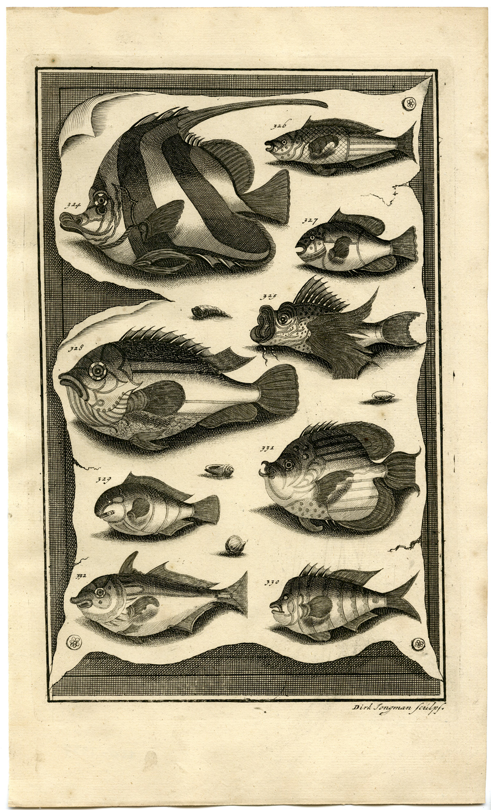 , Antique Print – TROPICAL FISH-INDONESIA-MOLUCCAS-XXXVII-VALENTIJN-ELLIGER – 1724, Pictura Antique Prints