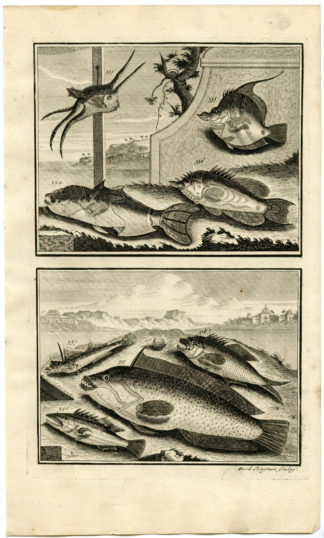 Antique Print - TROPICAL FISH-INDONESIA-MOLUCCAS-XXXVIII-VALENTIJN-ELLIGER - 1724
