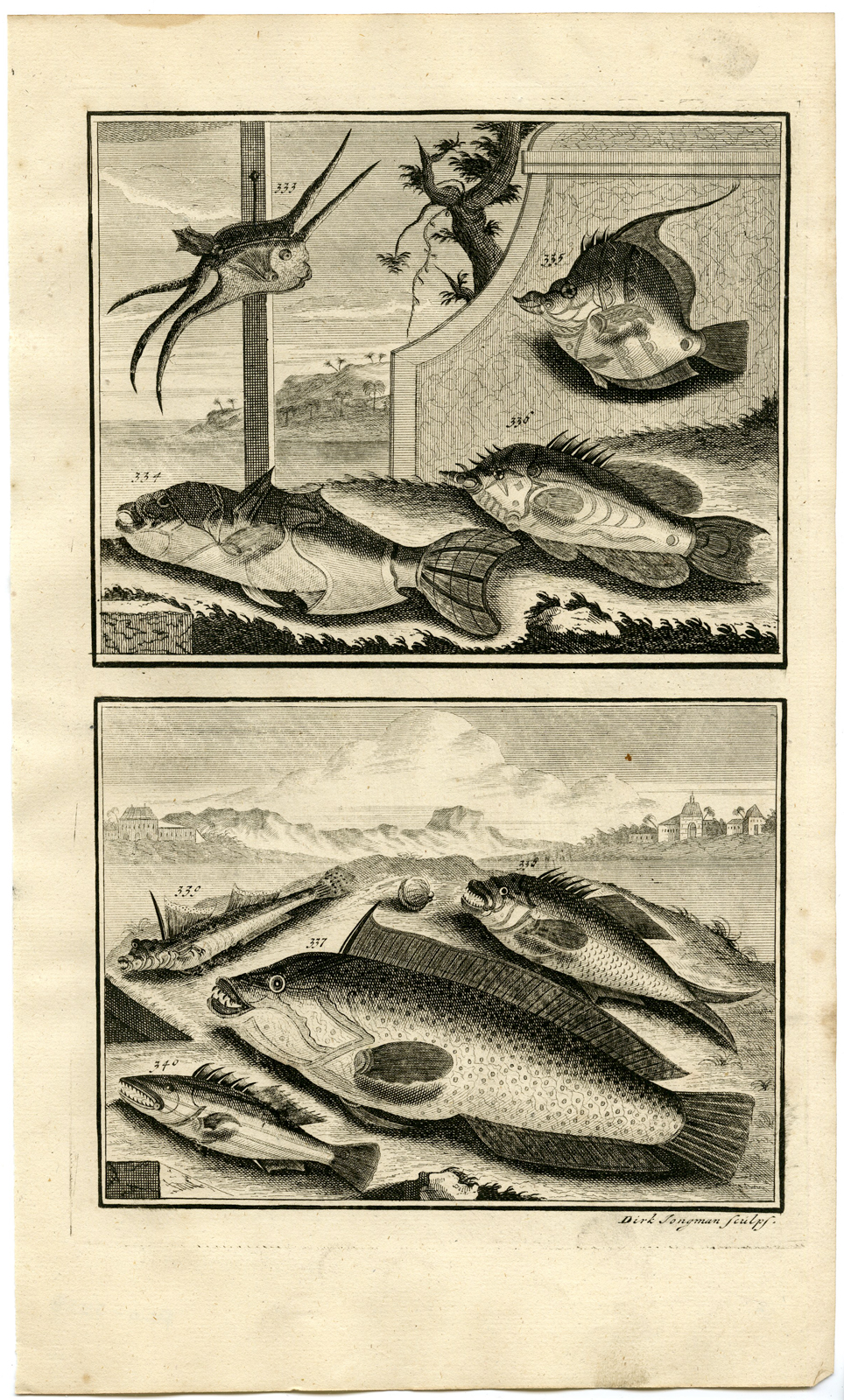 , Antique Print – TROPICAL FISH-INDONESIA-MOLUCCAS-XXXVIII-VALENTIJN-ELLIGER – 1724, Pictura Antique Prints