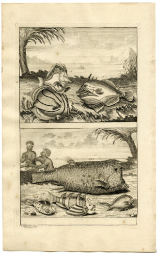 Antique Print - TROPICAL FISH-INDONESIA-MOLUCCAS-XXXIX-VALENTIJN-ELLIGER - 1724