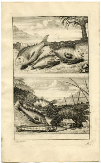Antique Print - TROPICAL FISH-CRAB-INDONESIA-MOLUCCAS-XL-VALENTIJN-ELLIGER - 1724