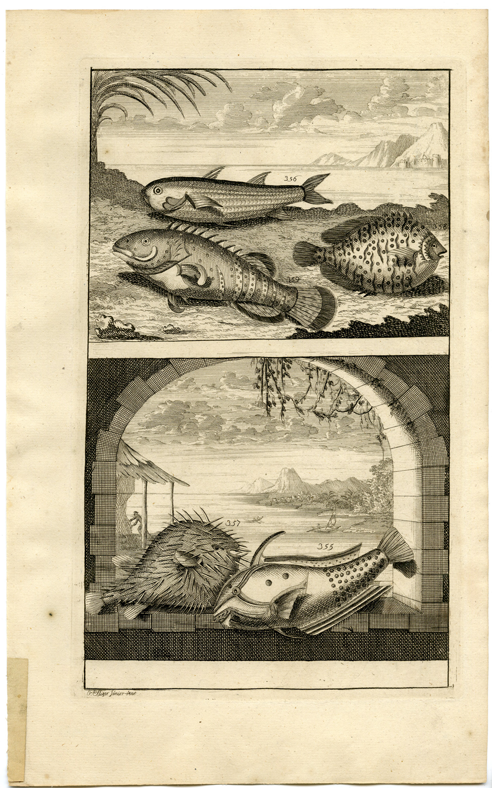 , Antique Print – TROPICAL FISH-INDONESIA-MOLUCCAS-XLI-VALENTIJN-ELLIGER – 1724, Pictura Antique Prints