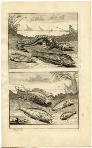 Antique Print - TROPICAL FISH-INDONESIA-FISHING-XLII-VALENTIJN-ELLIGER - 1724