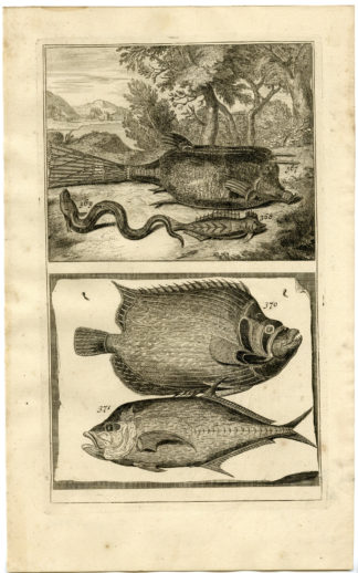 Antique Print - TROPICAL FISH-INDONESIA-MOLUCCAS-XLIII-VALENTIJN-ELLIGER - 1724