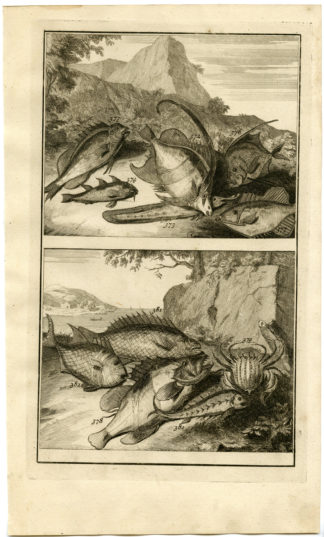 Antique Print - TROPICAL FISH-CRAB-INDONESIA-MOLUCCAS-XLIV-VALENTIJN-ELLIGER - 1724