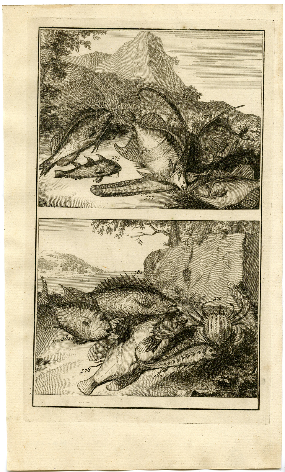, Antique Print – TROPICAL FISH-CRAB-INDONESIA-MOLUCCAS-XLIV-VALENTIJN-ELLIGER – 1724, Pictura Antique Prints