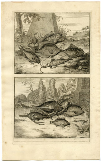 Antique Print - TROPICAL FISH-CRAB-INDONESIA-MOLUCCAS-XLV-VALENTIJN-ELLIGER - 1724