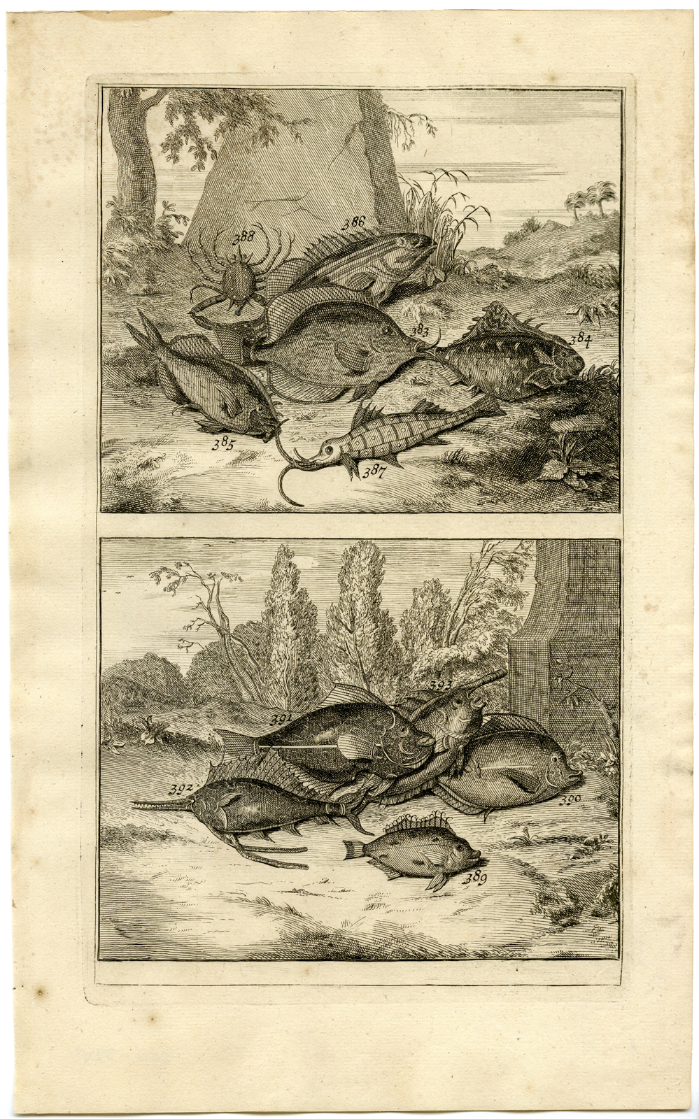 , Antique Print – TROPICAL FISH-CRAB-INDONESIA-MOLUCCAS-XLV-VALENTIJN-ELLIGER – 1724, Pictura Antique Prints