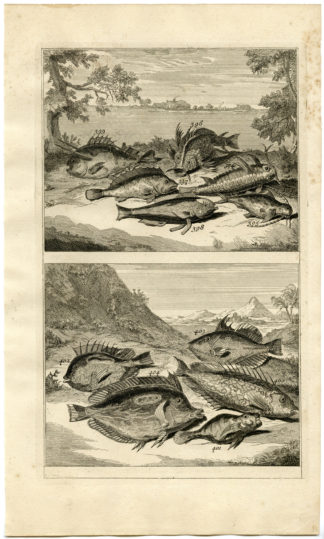 Antique Print - TROPICAL FISH-INDONESIA-MOLUCCAS-XLVI-VALENTIJN-ELLIGER - 1724