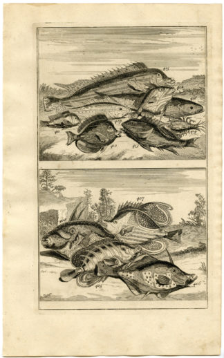 Antique Print - TROPICAL FISH-INDONESIA-MOLUCCAS-XLVII-VALENTIJN-ELLIGER - 1724