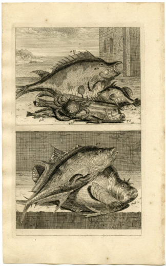 Antique Print - TROPICAL FISH-CRAB-INDONESIA-XLVIII-VALENTIJN-ELLIGER - 1724
