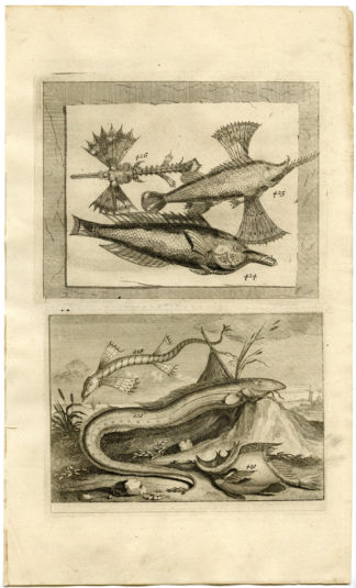 Antique Print - TROPICAL FISH-INDONESIA-MOLUCCAS-XLIX-VALENTIJN-ELLIGER - 1724