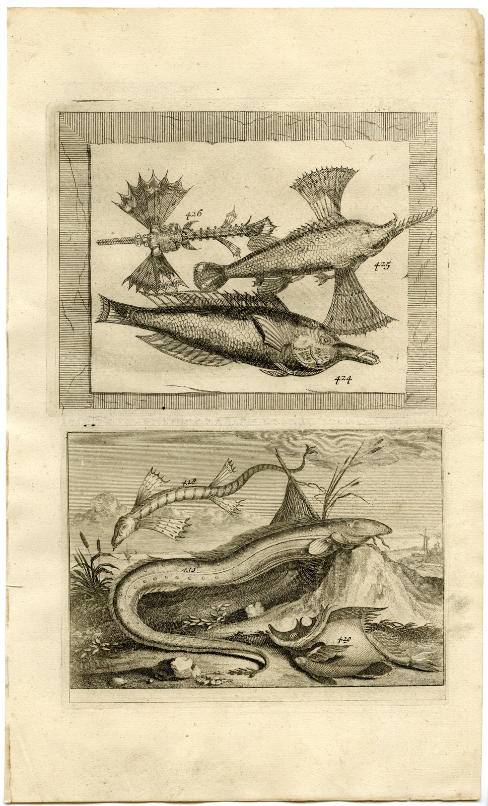 , Antique Print – TROPICAL FISH-INDONESIA-MOLUCCAS-XLIX-VALENTIJN-ELLIGER – 1724, Pictura Antique Prints