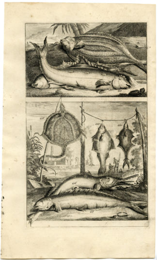 Antique Print - TROPICAL FISH-RAY-INDONESIA-MOLUCCAS-L-VALENTIJN-ELLIGER - 1724