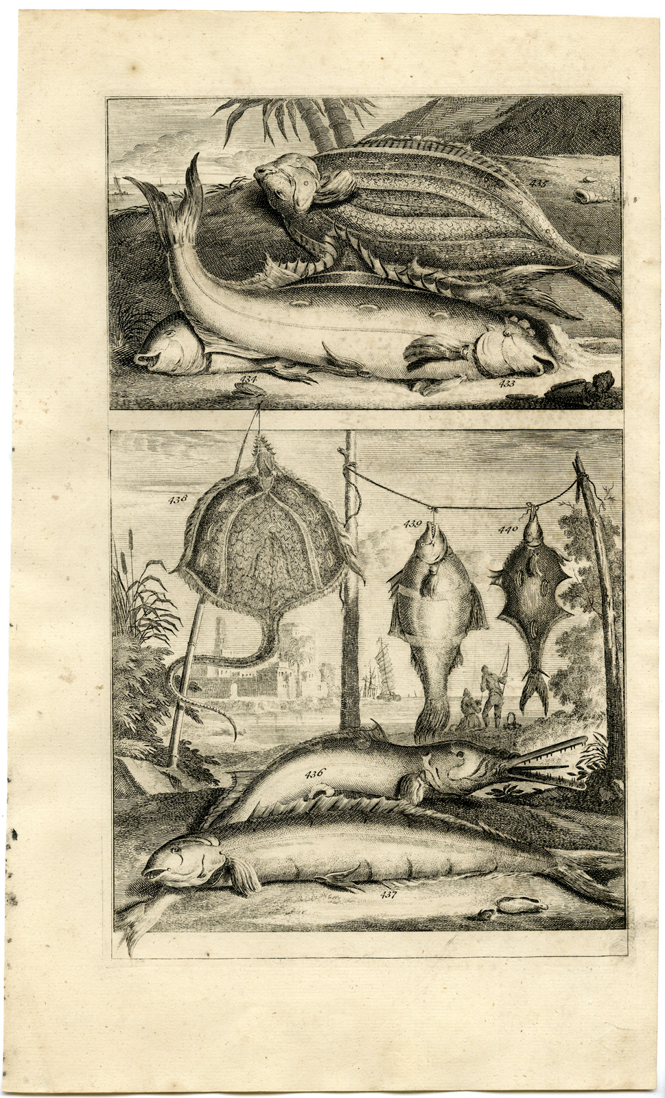 , Antique Print – TROPICAL FISH-RAY-INDONESIA-MOLUCCAS-L-VALENTIJN-ELLIGER – 1724, Pictura Antique Prints