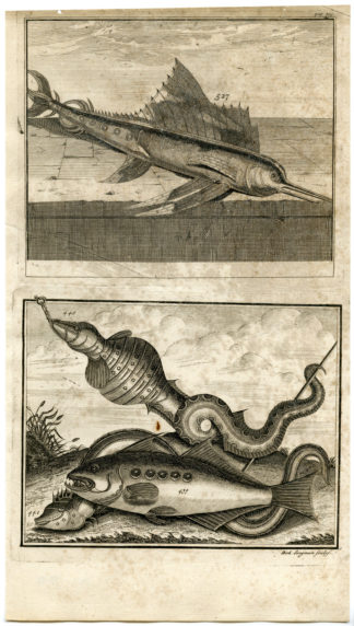 Antique Print - TROPICAL FISH-SAILFISH-INDONESIA-LXII-VALENTIJN-ELLIGER - 1724