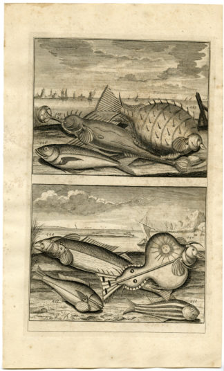 Antique Print - TROPICAL FISH-INDONESIA-MOLUCCAS-LI-VALENTIJN-ELLIGER - 1724