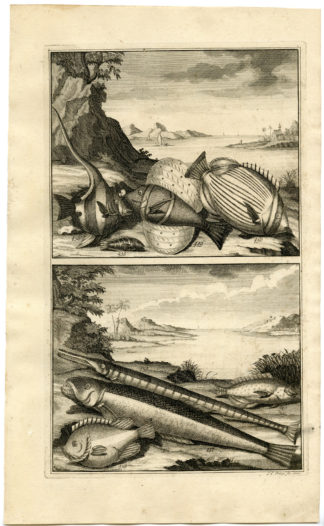 Antique Print - TROPICAL FISH-INDONESIA-MOLUCCAS-LII-VALENTIJN-ELLIGER - 1724